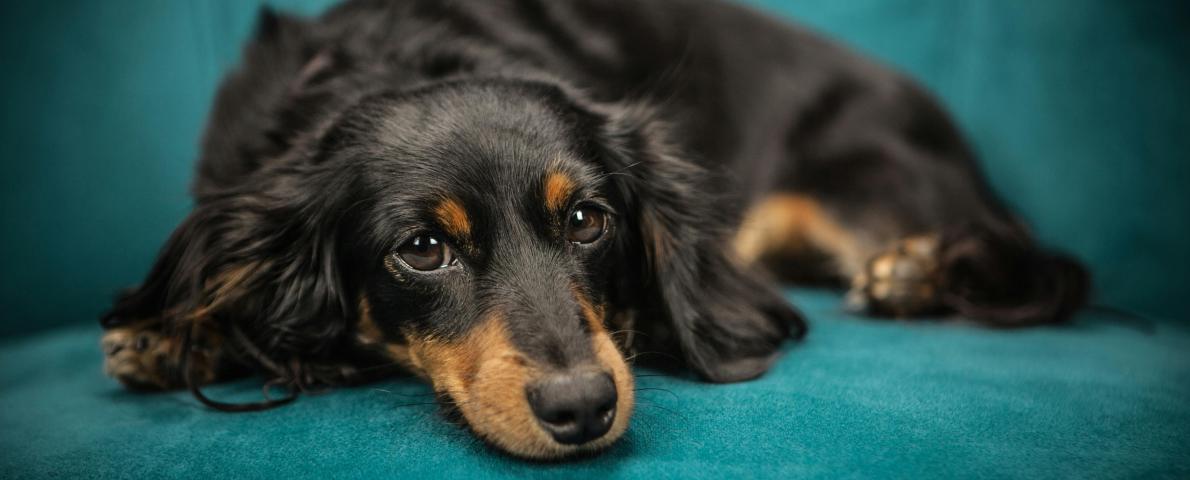 Hunde